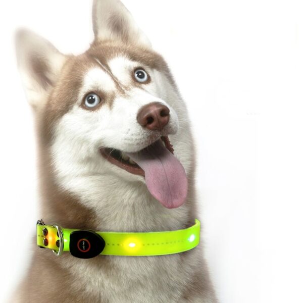 Pet dog cat Collar USB Rechargeable Flashing LED Light safety Luminous for small big Dogs Chihuahua husky dog collars supplies