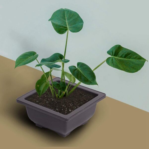 15 PCS 4.7 Inch Flower Pot, Square Plastic Bonsai Training Pot, Flower Succulent Flower Pot Container, for Garden, Interior, Hom